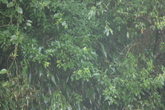 Dendropanax dentiger