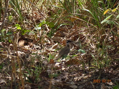 Rhinoptilus chalcopterus