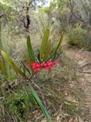 Grevillea oleoides