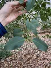 Ilex aquifolium