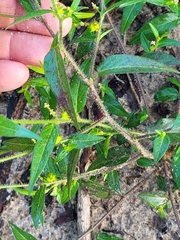 Microstachys corniculata