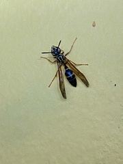 Polybia fastidiosuscula