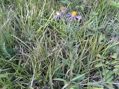 Galatella dahurica