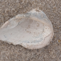 Noetia ponderosa