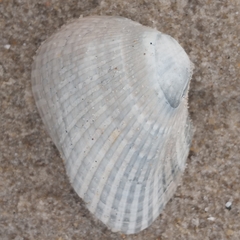 Noetia ponderosa