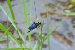 Rhyothemis triangularis
