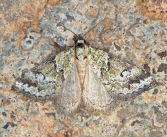 Tegiapa virescens