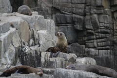Arctocephalus forsteri