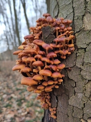 Flammulina velutipes