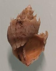 Neoiphinoe