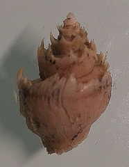 Neoiphinoe