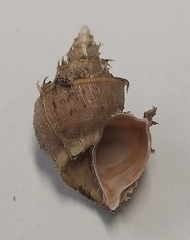 Neoiphinoe
