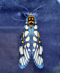 Aglaomorpha plagiata