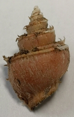Neoiphinoe