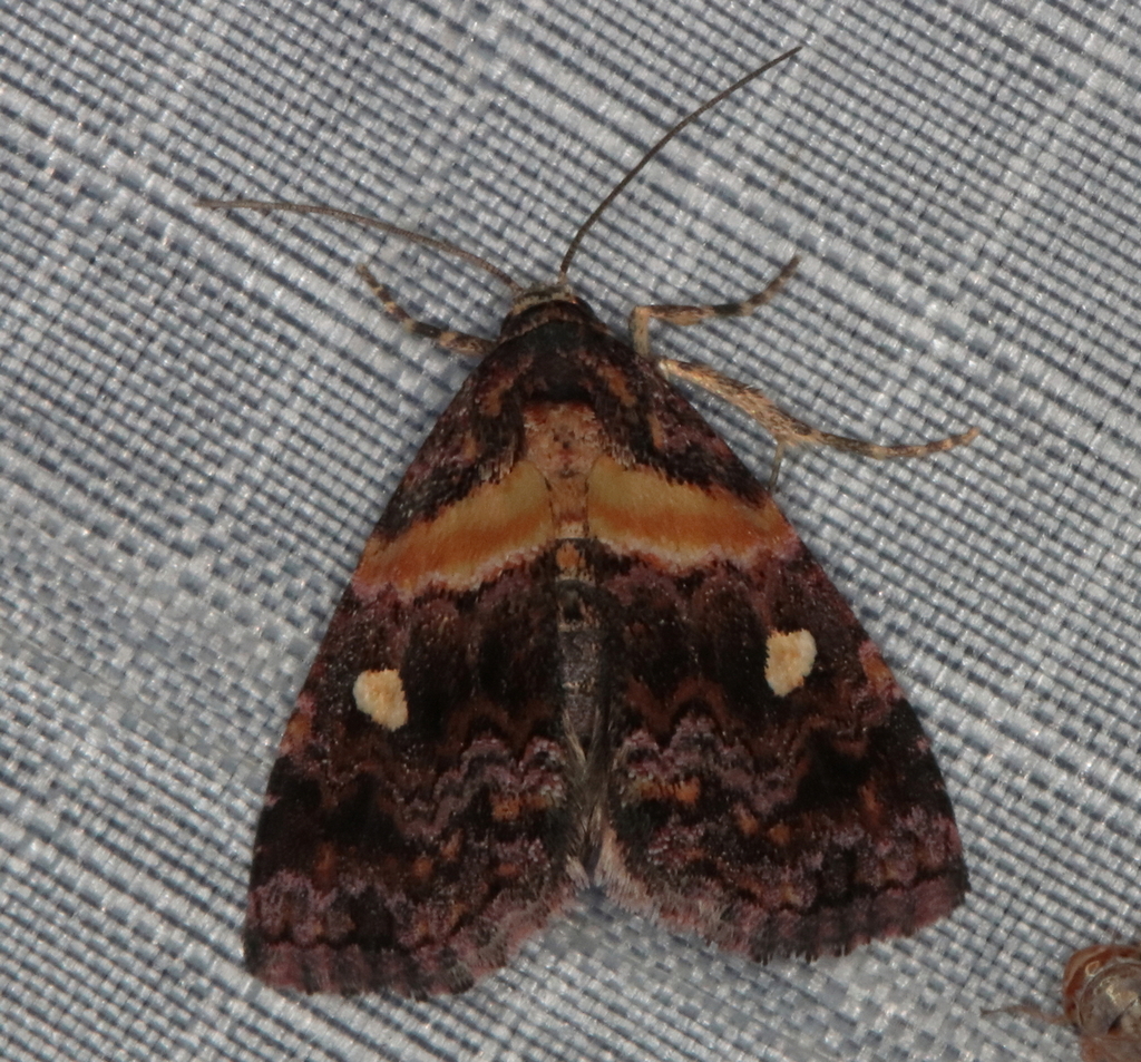 Xanthomera