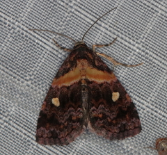 Xanthomera leucoglene