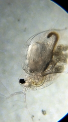 Daphniidae