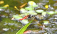 Aethriamanta brevipennis