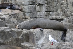 Arctocephalus forsteri