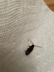 Trichoferus campestris