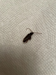 Trichoferus campestris