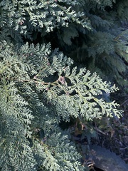 Chamaecyparis lawsoniana