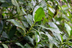 Hedyosmum arborescens