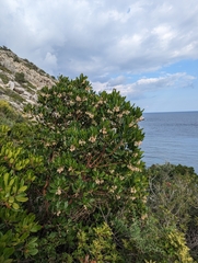 Arbutus