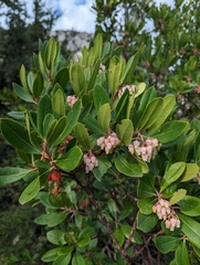 Arbutus