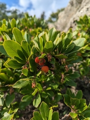 Arbutus