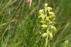 Orthochilus foliosus