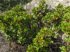 Arbutus