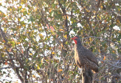 Pternistis swainsonii swainsonii