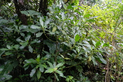 Hedyosmum arborescens
