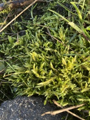 Calliergonella cuspidata