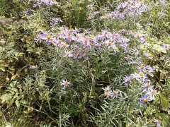 Galatella dahurica