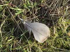 Anser brachyrhynchus