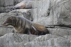 Arctocephalus pusillus