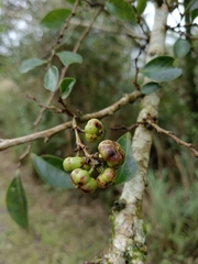 Glochidion rubrum