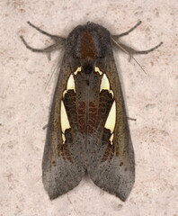 Antiophlebia bracteata