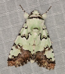 Bamra marmorifera