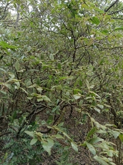 Rhododendron oldhamii