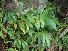 Zingiber kawagoii