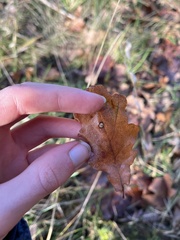 Neuroterus numismalis
