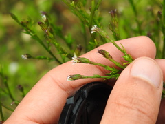 Symphyotrichum subulatum squamatum