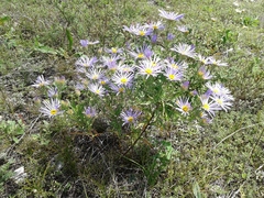 Aster biennis