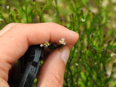 Symphyotrichum subulatum squamatum