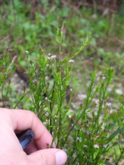 Symphyotrichum subulatum squamatum