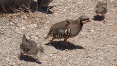 Alectoris chukar cypriotes