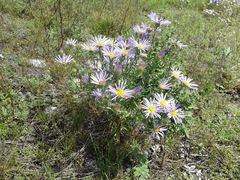 Aster biennis